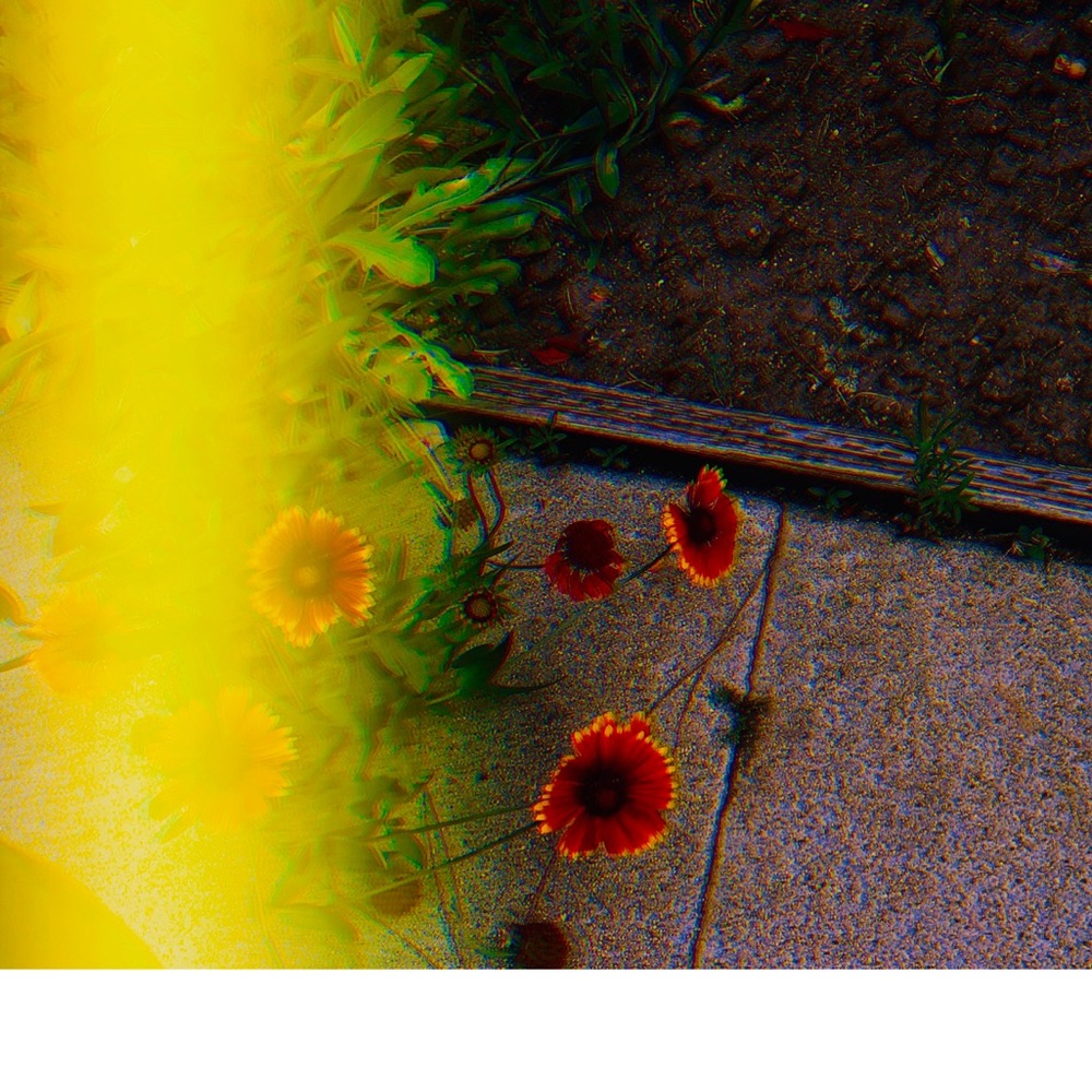 Lovely Star * Photography Art Print